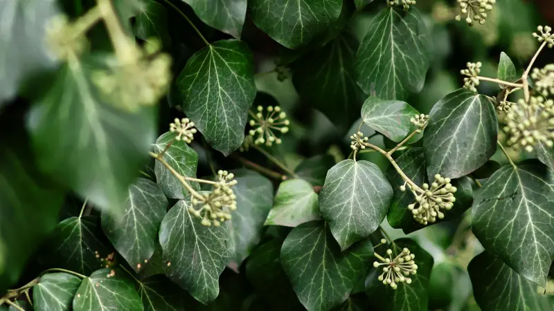 Flowering Ivy vine with small cream-yellow Ivy flower clusters among dark green lobed leaves.