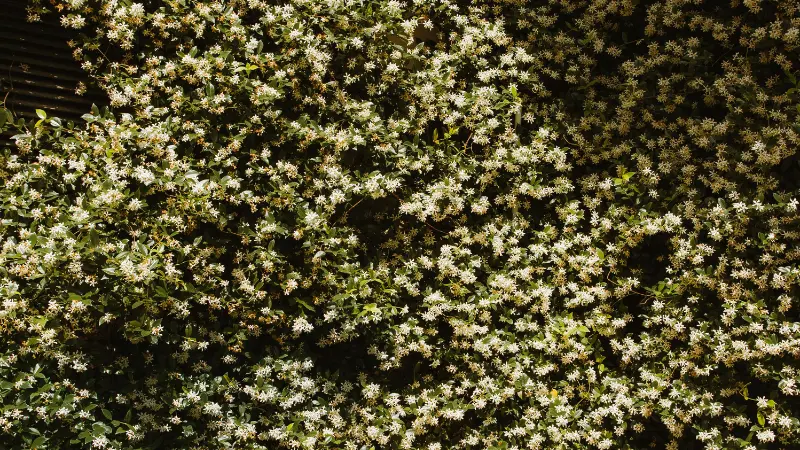 Dense Ivy plant completely covered in tiny white Ivy flowers.