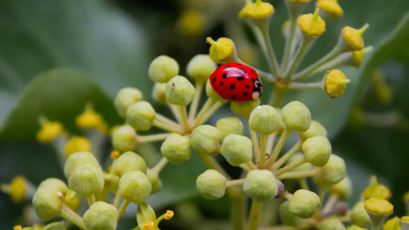 Red ladybird sitting on a yellow-green Ivy flower bud cluster.
