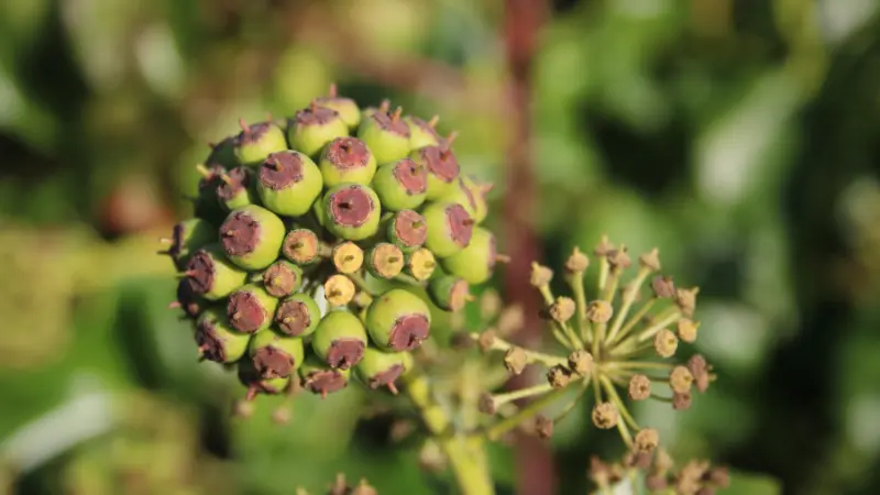 Developing Ivy berry cluster with green and dark-tipped berries.