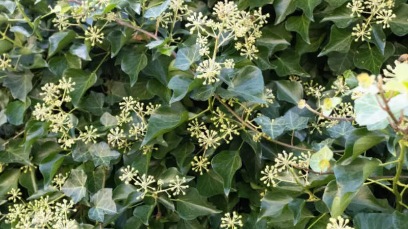 Ivy hedge covered in small cream Ivy flower clusters and dark green leaves.