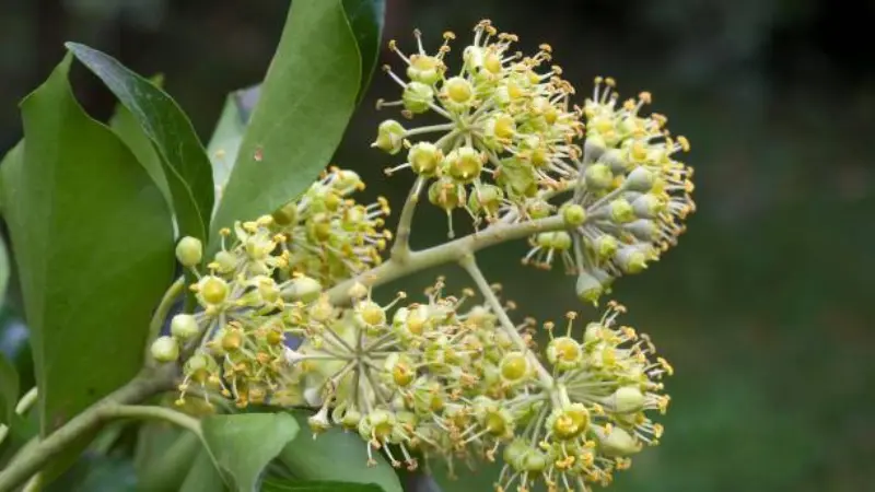 Multiple Ivy flower umbels with fully open yellow-green stamens.