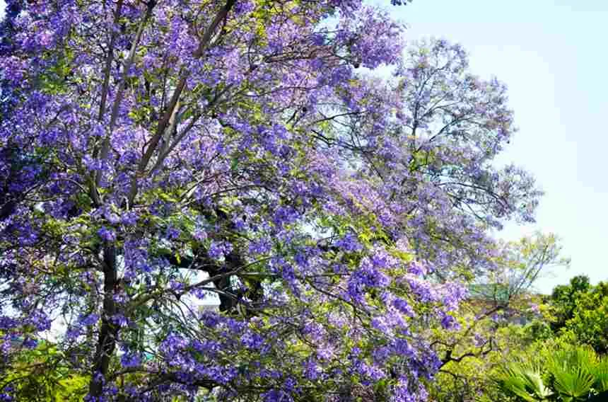 Jacaranda Tree