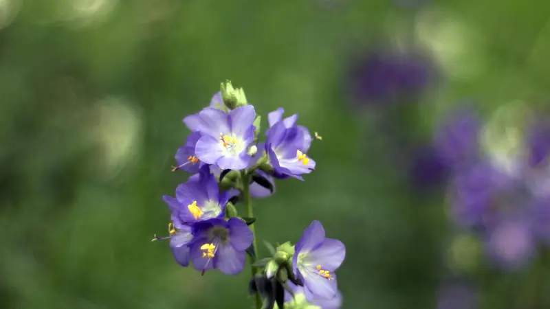 Purple Jacob's Ladder flowers and buds on a single stem against green bokeh.