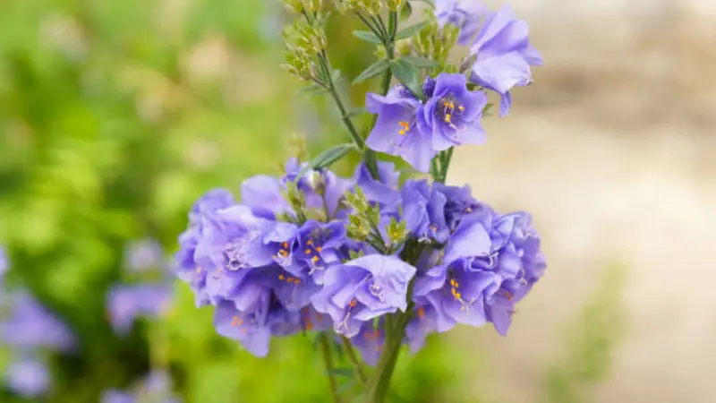 Lavender-blue bell-shaped Jacob's Ladder flowers on an upright stem.