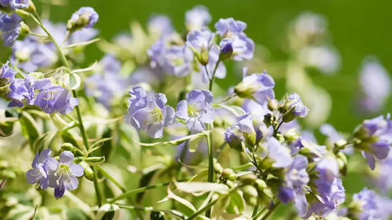 Pale lavender Jacob's Ladder flowers and buds in bright natural light.