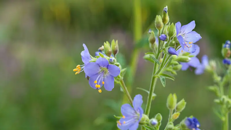 Light blue Jacob's Ladder flowers and green buds growing in a meadow.