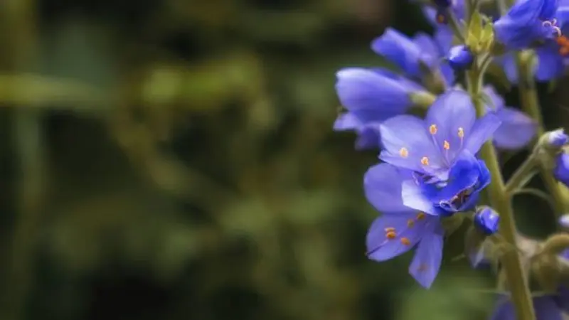 Blue Polemonium flowers with bright orange stamens on a green stem.