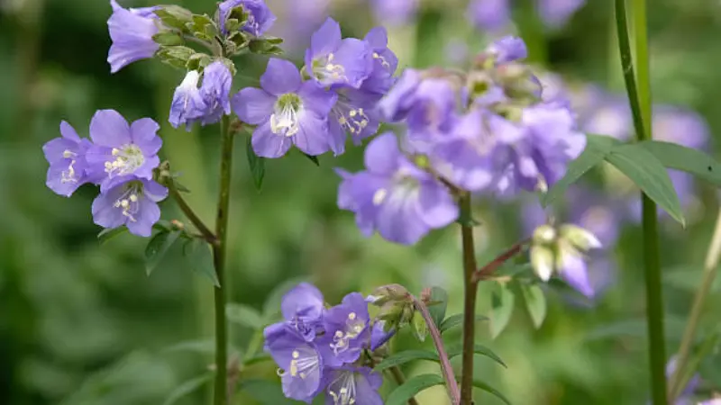 Blue Jacob's Ladder flowers on a stem with a small insect visible.