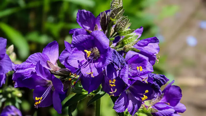 Deep violet Jacob's Ladder flowers with yellow stamens in bright sunlight.