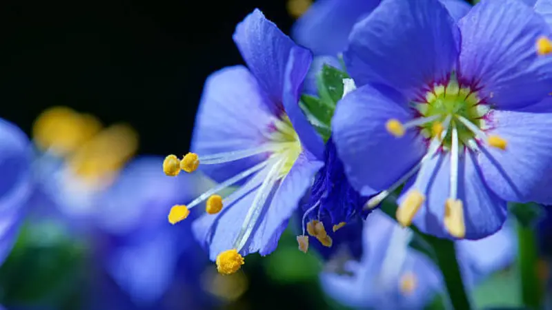 Macro shot of blue Jacob's Ladder flowers with a green pistil and yellow stamens.