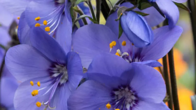 Deep purple Jacob's Ladder flowers with a dark center and orange stamens.