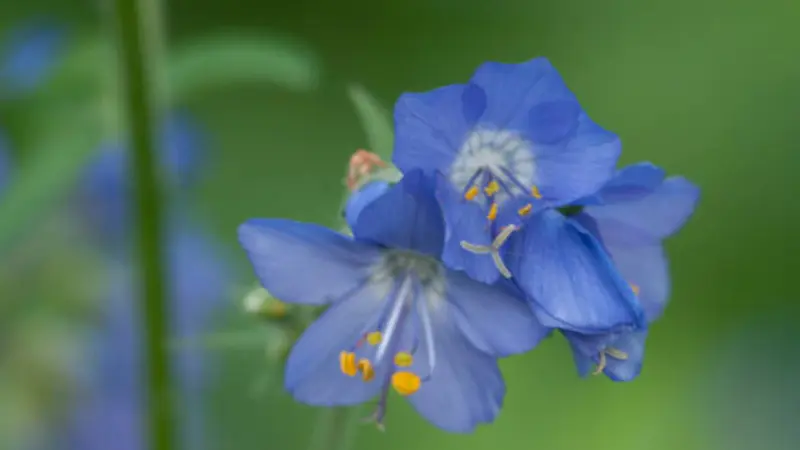 Bright blue Jacob's Ladder flowers with white and yellow stamens in close-up.