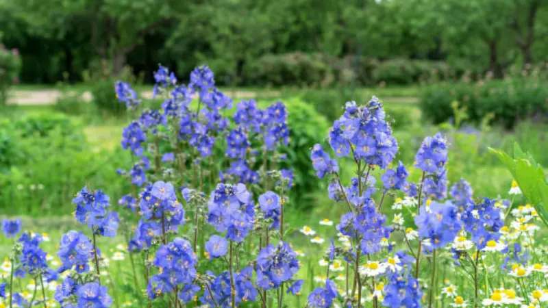 Blue Jacob's Ladder flowers growing alongside white daisies in a garden.