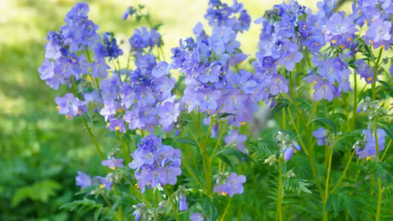 Large clump of lavender-blue Jacob's Ladder flowers in a garden border.
