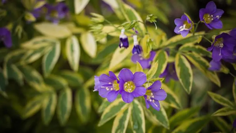 Purple Jacob's Ladder flowers against cream and green variegated leaves.
