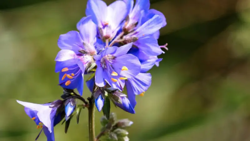 Cluster of vivid blue-purple Jacob's Ladder flowers with orange stamens.
