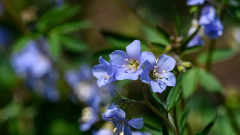 Pale blue Jacob's Ladder flowers with white stamens among dark green leaves.