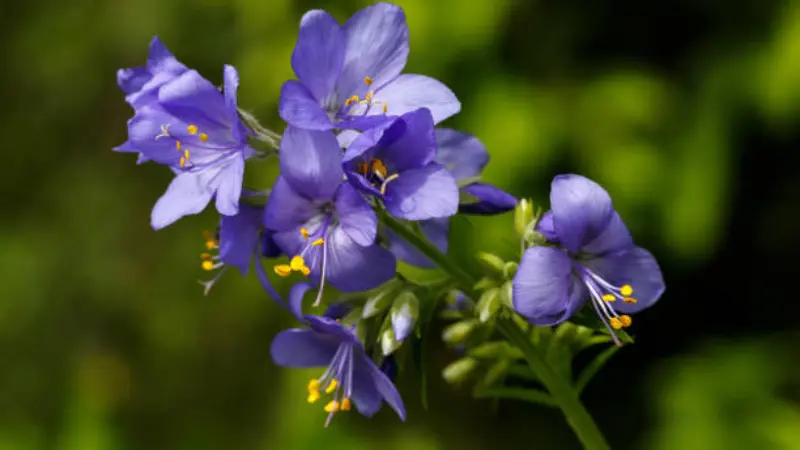 Cluster of purple Jacob's Ladder flowers with yellow stamens against a dark background.