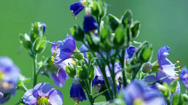 Mix of blue and purple Jacob's Ladder flowers and buds on branching stems.