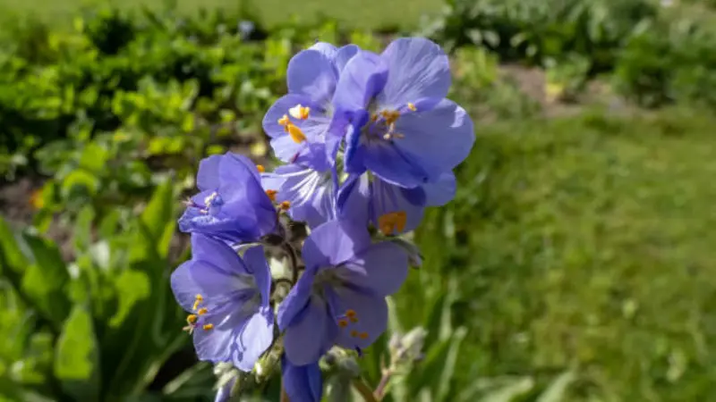 Blue Jacob's Ladder flowers in a garden bed with a lawn in the background.
