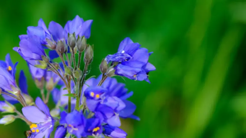 Blue-violet Jacob's Ladder flower cluster with dark buds and a water droplet.