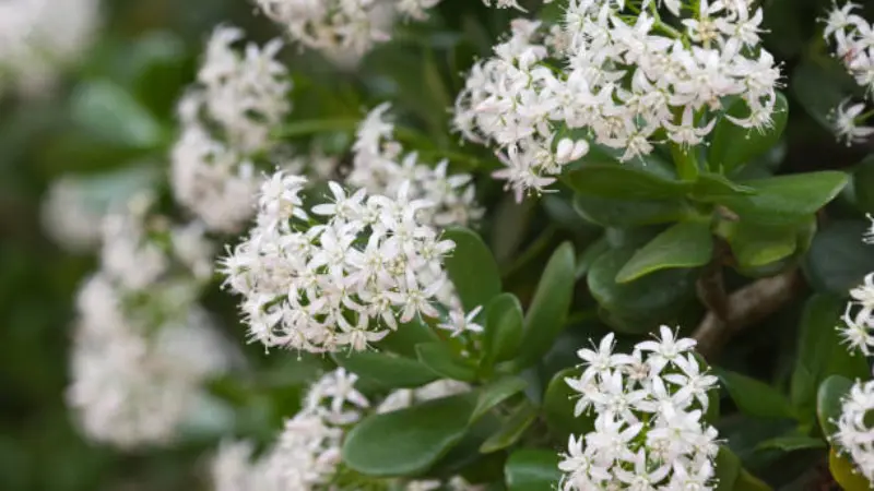 Pure white Jade Plant flower clusters against dark green leaves.