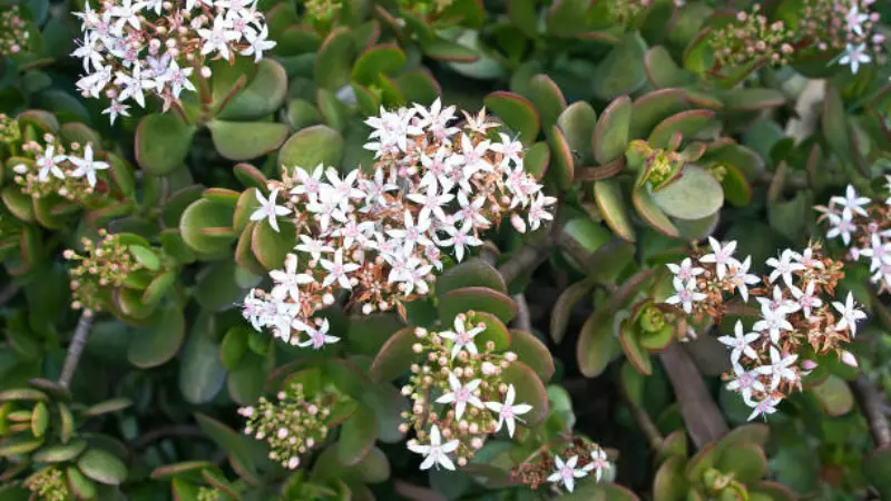 White Jade Plant flowers on thick woody stems with green succulent leaves.