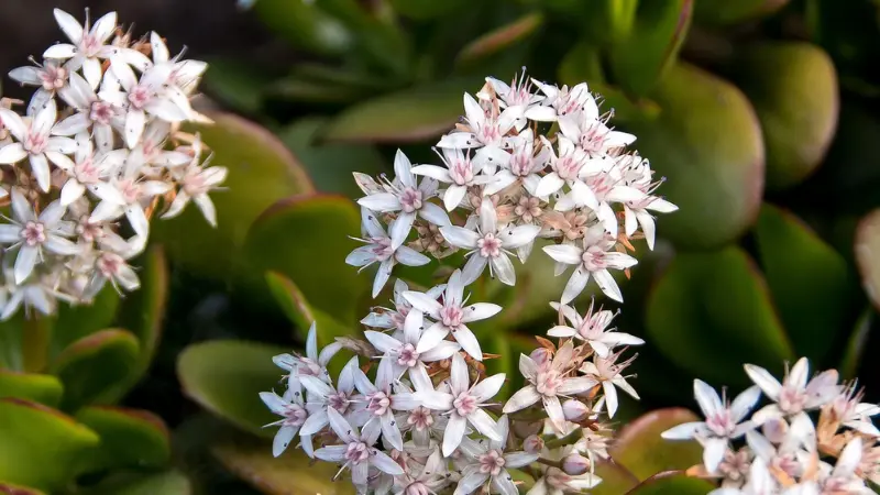 Arching spray of white Jade Plant flowers over succulent foliage.