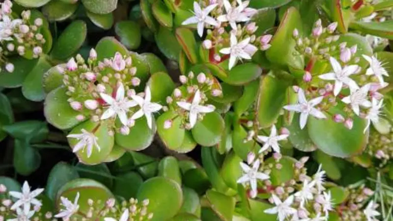 Jade Plant with white star-shaped Jade Plant flowers and pink buds nestled among round succulent leaves.