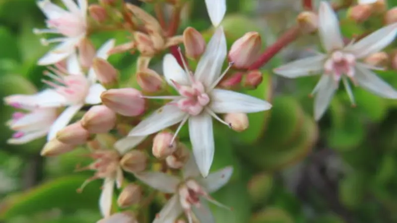 Single Jade Plant flower cluster with open white blooms and pink buds.