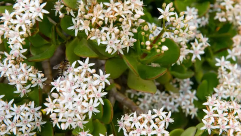 Honeybee foraging among white Jade Plant flower clusters.