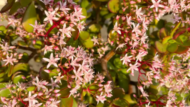 Pink Jade Plant flowers on woody branches in bright sunlight.
