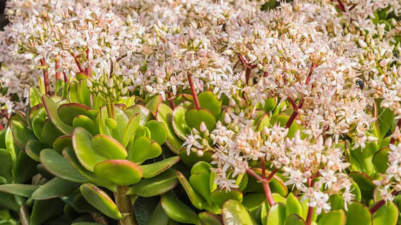 Large Jade Plant covered in masses of tiny white Jade Plant flowers outdoors.