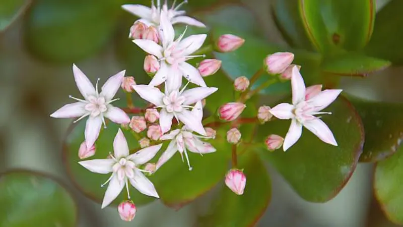 White star-shaped Jade Plant flowers and pink buds above round succulent leaves.