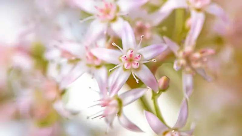 Dreamy soft-focus macro of pale pink Jade Plant flowers.