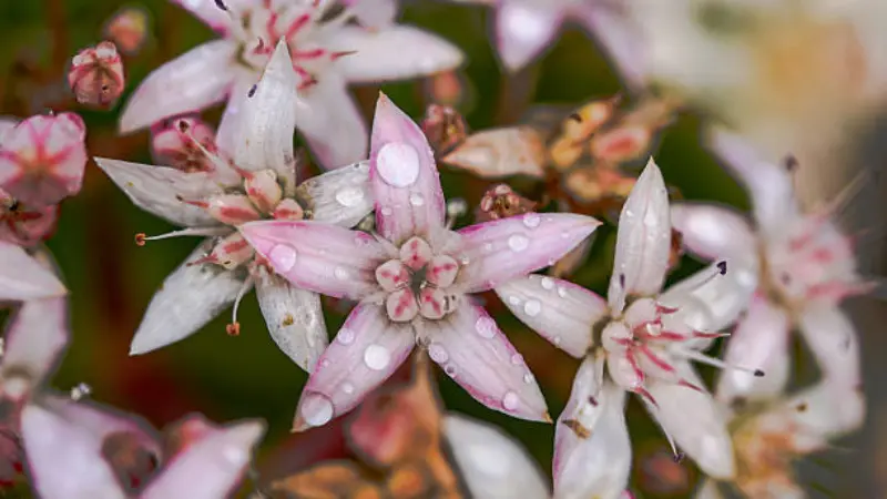 Pink Jade Plant flowers covered in water droplets after rain.
