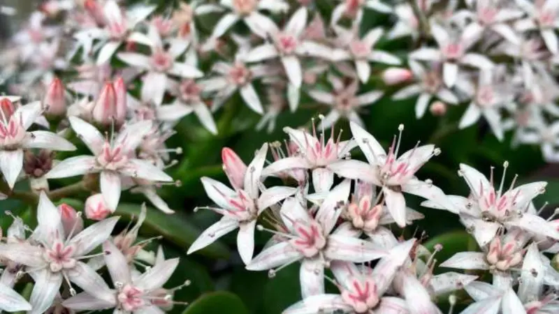 Mass of white and pink star-shaped Jade Plant flowers in bloom.