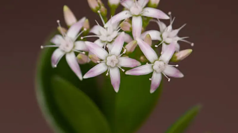 Pale pink star-shaped Jade Plant flowers on a single stem against a brown background.