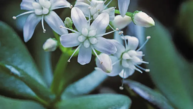 Close-up of pale blue-white Jade Plant flowers with succulent leaves.