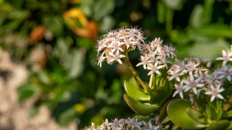 Jade Plant flower cluster in warm natural light with a garden background.