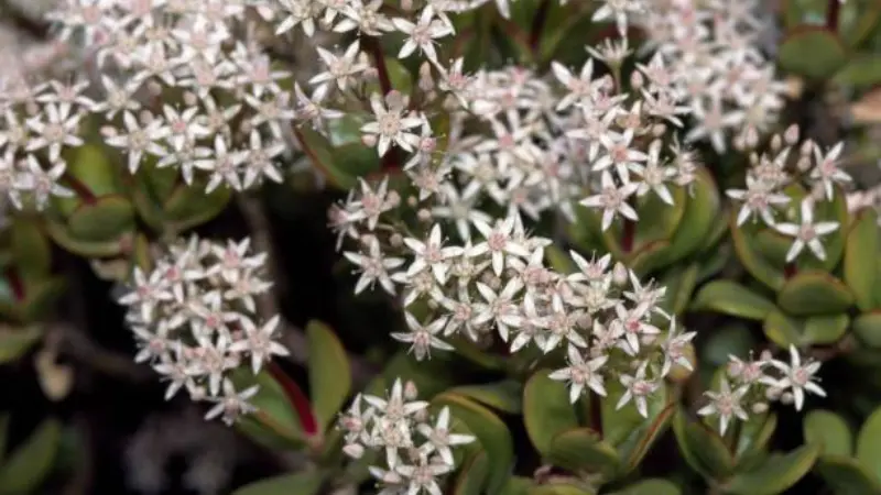 Dense carpet of white star-shaped Jade Plant flowers above succulent foliage.