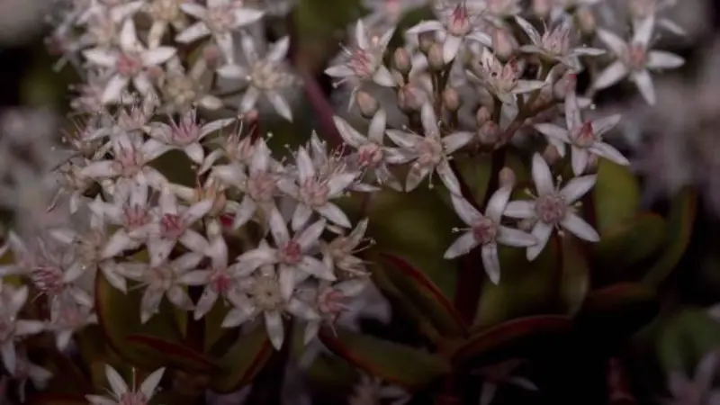 Dense white Jade Plant flowers above red-edged succulent leaves in low light.