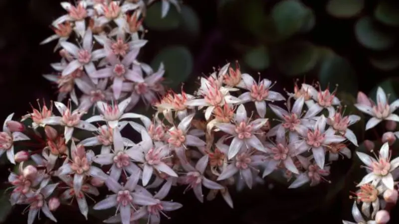 Dense clusters of pink-white Jade Plant flowers against a dark background.