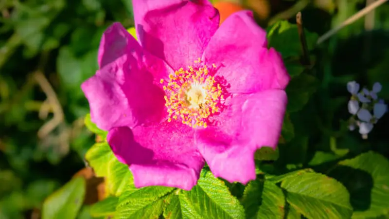 Bright pink Japanese rose flower with a pale yellow center surrounded by soft blue flowers and blurred green foliage.