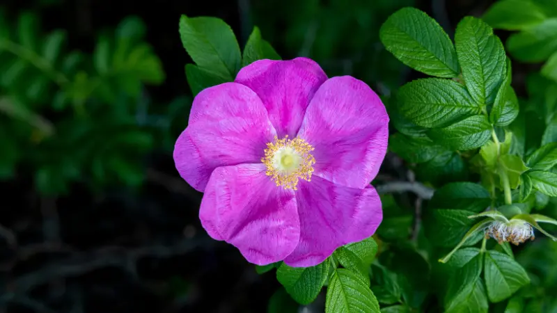 Purple-pink wild Japanese rose flower with a soft yellow center, green leaves, and an unopened bud growing on the same branch.