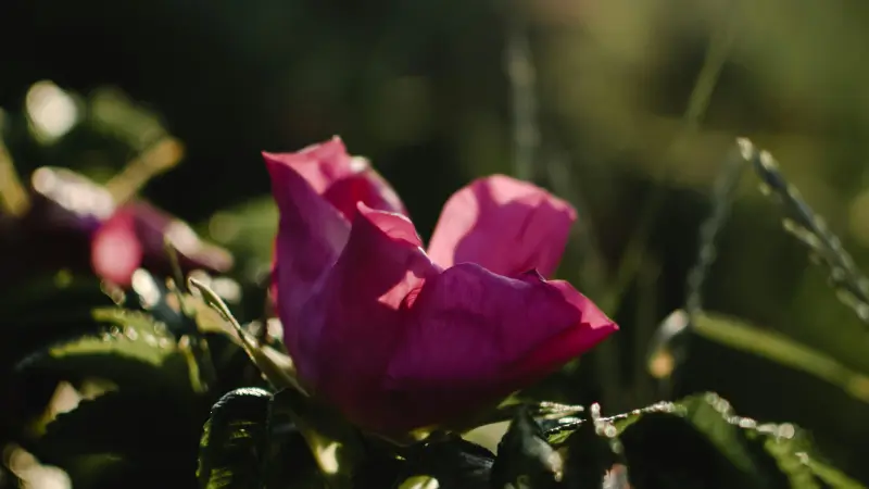 Magenta Japanese rose petals glowing in warm backlight against a dark green blurred garden background.