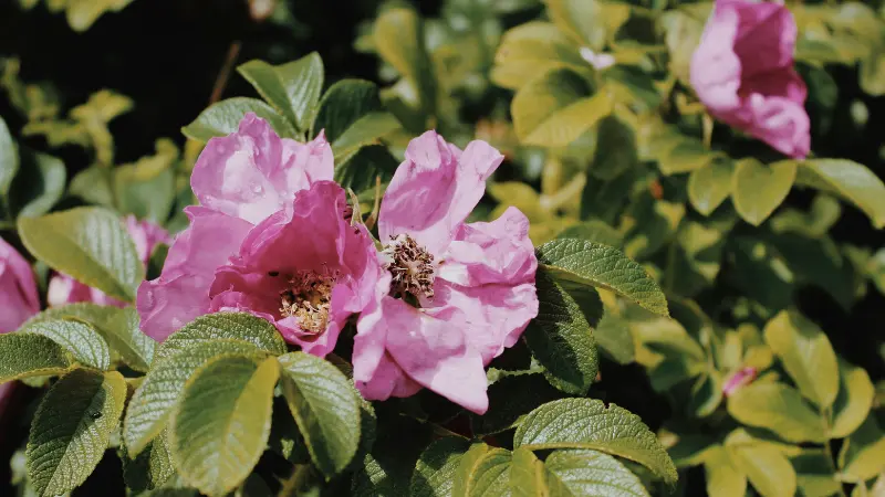 Two pink Japanese rose flowers blooming together among sunlit green and yellow leaves in a natural garden environment.