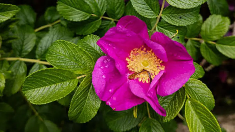 Magenta Japanese rose bloom covered with raindrops, highlighting golden stamens and delicate petals against green leaves.