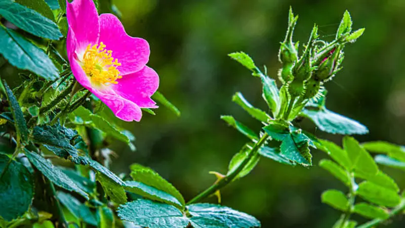 Pink Japanese rose flower with unopened buds and thorny green stems creating a detailed natural garden composition.